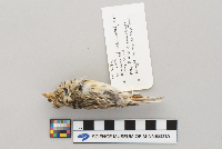 Passerculus sandwichensis image