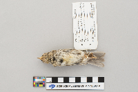 Passerculus sandwichensis image