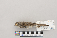 Melospiza melodia image