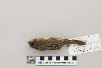 Melospiza melodia image