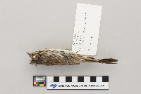 Melospiza melodia image