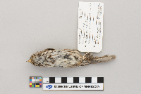 Melospiza melodia image