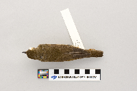 thumbnail image of current specimen