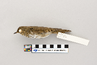 thumbnail image of current specimen