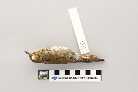 thumbnail image of current specimen