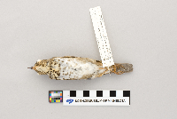 thumbnail image of current specimen