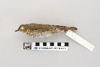 Catharus ustulatus image