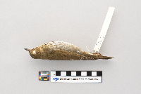Catharus ustulatus image