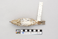 Catharus ustulatus image
