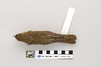 Catharus ustulatus image