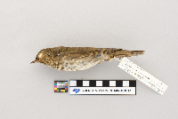Catharus ustulatus image