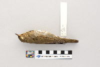Catharus ustulatus image