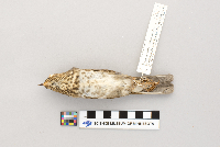 Catharus ustulatus image