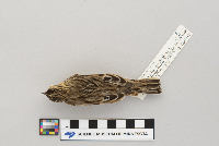 Passerculus sandwichensis image