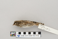 Passerculus sandwichensis image