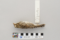 Passerculus sandwichensis image