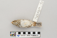 Passerculus sandwichensis image