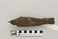 Catharus minimus image