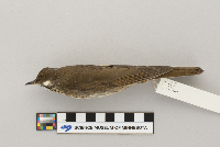 Catharus minimus image