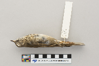 Catharus minimus image