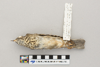 Catharus minimus image