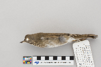 Catharus minimus image