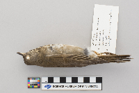 Catharus minimus image