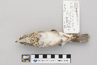 Catharus minimus image