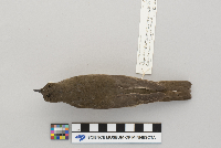 Catharus minimus image