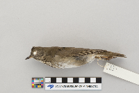 Catharus minimus image