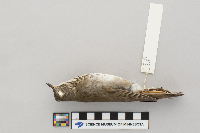 Catharus minimus image
