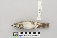 Catharus minimus image