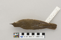 Catharus minimus image