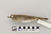 Catharus minimus image