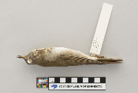 Catharus minimus image