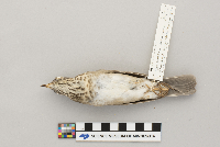 Catharus minimus image