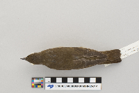 Catharus minimus image