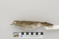 Catharus minimus image