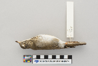 Catharus minimus image