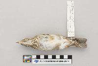 Catharus minimus image