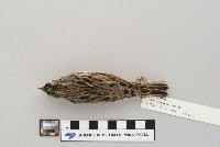 Passerculus sandwichensis image