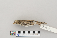 Passerculus sandwichensis image