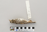 Passerculus sandwichensis image