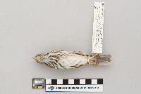 Passerculus sandwichensis image