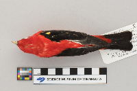 Piranga olivacea image