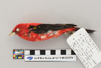 Piranga olivacea image