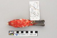 Piranga olivacea image