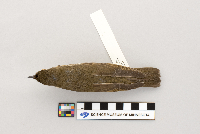 Catharus ustulatus image