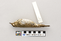 Catharus ustulatus image