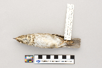 Catharus ustulatus image